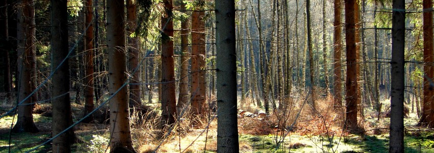 Bos-, natuur- en boomverzorging